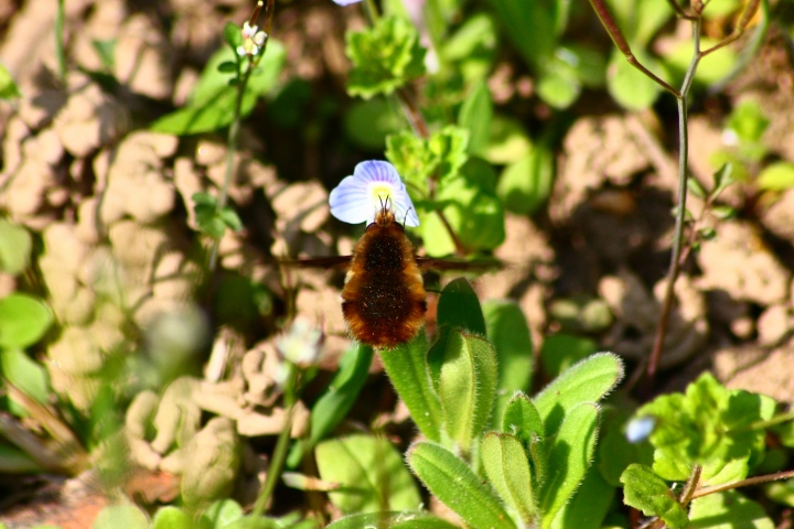 Bombylius major